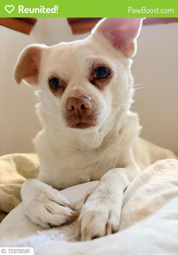 Reunited Female Dog last seen Near Tepic Dr, El Paso, TX 79912, USA, El Paso, TX 79912