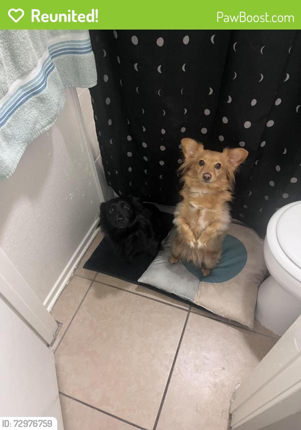 Reunited Male Dog last seen South state street, east Thornton Ave., Hemet, CA 92544