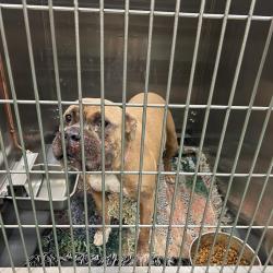 Shelter Stray Female Dog last seen , 2350 Appling City Cove, Memphis, TN 38133, USA