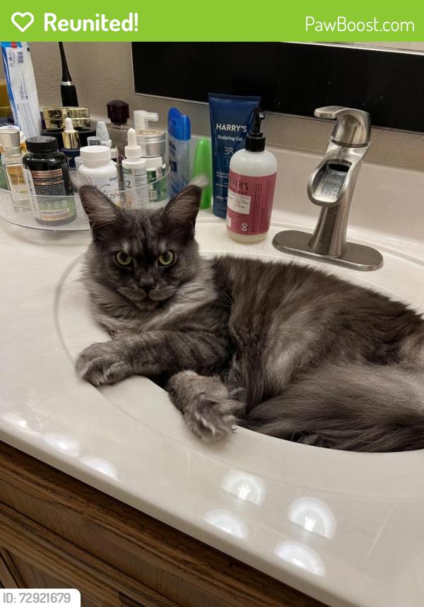 Reunited Male Cat last seen Burkhart Rd. FM 2615, Victoria, TX 77905