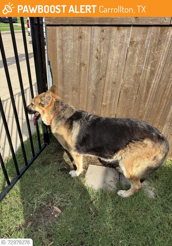 Surrendered Female Dog last seen Lakeland Drive & Valleywood Drive, Carrollton, TX 75006