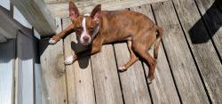 Found/Stray Female Dog last seen Seagrove NC post office, Seagrove, NC 27341