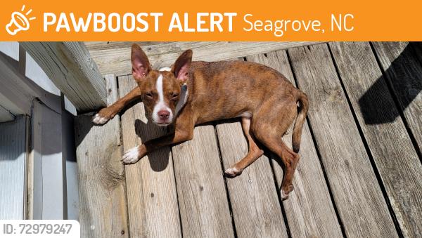 Found/Stray Female Dog last seen Seagrove NC post office, Seagrove, NC 27341