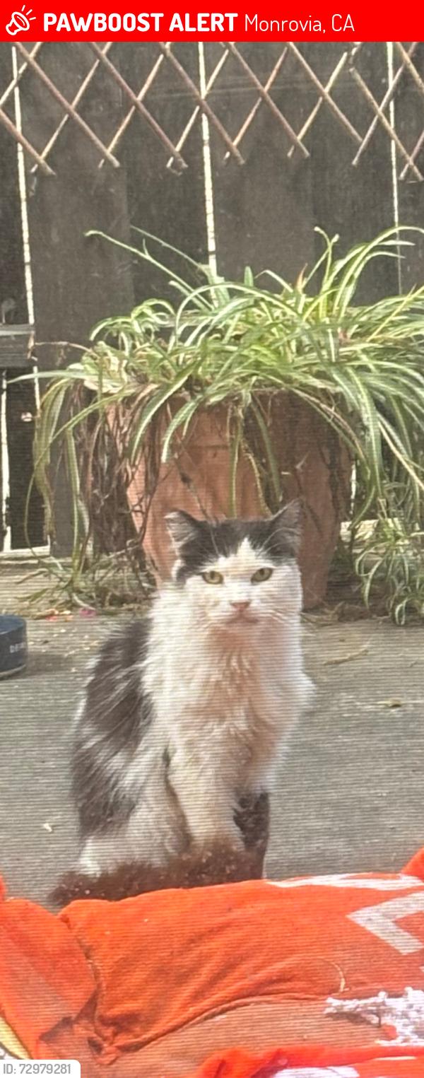 Lost Male Cat last seen Alta st, Monrovia, CA 91016