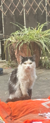 Lost Male Cat last seen Alta st, Monrovia, CA 91016