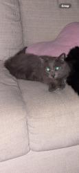 Reunited Male Cat last seen Powell St, Salinas, CA 93907, USA, Salinas, CA 93907