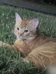 Found/Stray Unknown Cat last seen Montgomery Ridge Intermediate School, Maryville, TN 37804