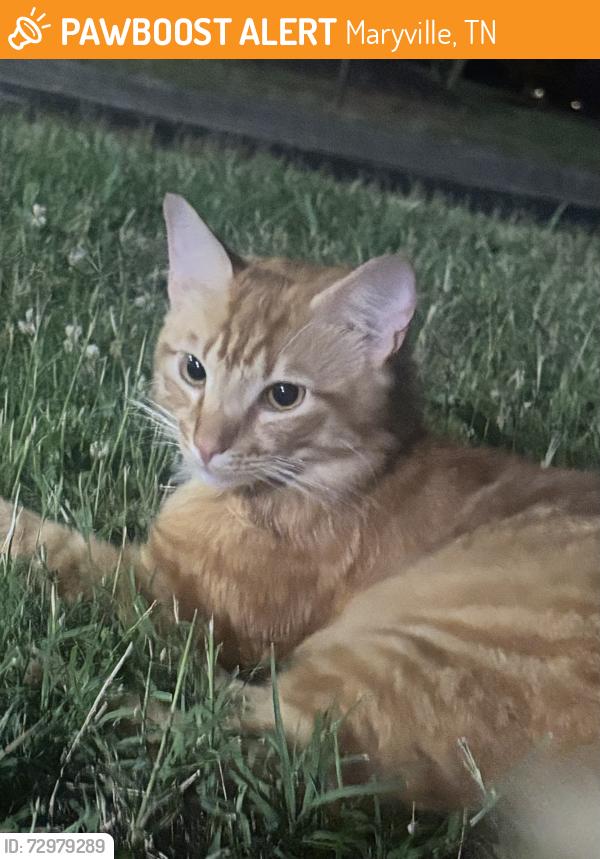 Found/Stray Unknown Cat last seen Montgomery Ridge Intermediate School, Maryville, TN 37804