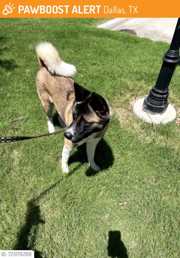 Found/Stray Female Dog last seen Royal Lane and Luna, Courtland Waters Edge apmts , Dallas, TX 75229