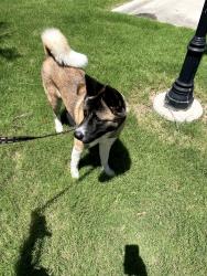 Found/Stray Female Dog last seen Royal Lane and Luna, Courtland Waters Edge apmts , Dallas, TX 75229