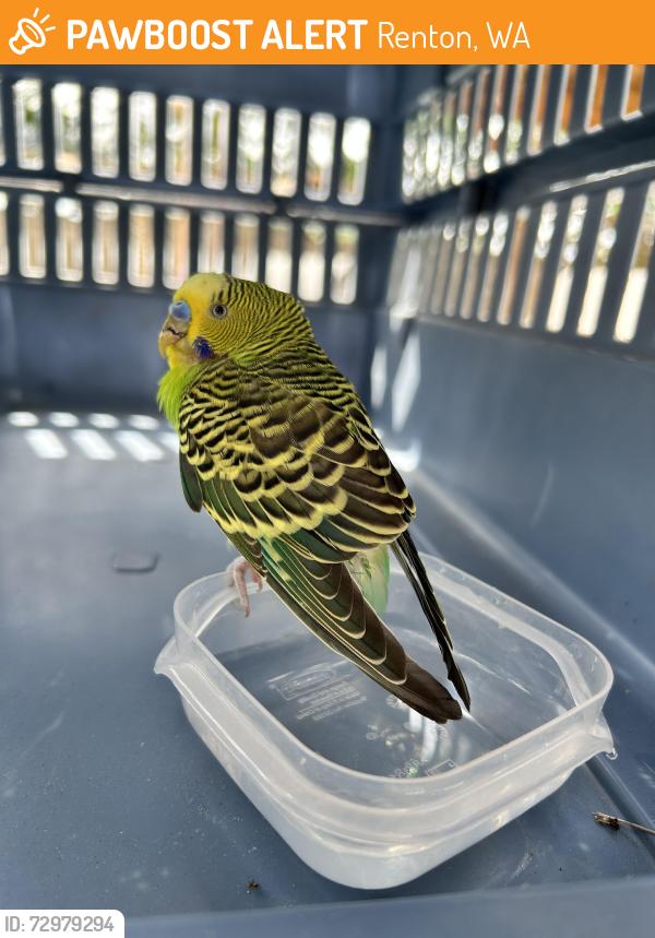 Found/Stray Unknown Bird last seen Monroe Ave ne , Renton, WA 98056
