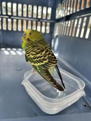 Found/Stray Unknown Bird last seen Monroe Ave ne , Renton, WA 98056