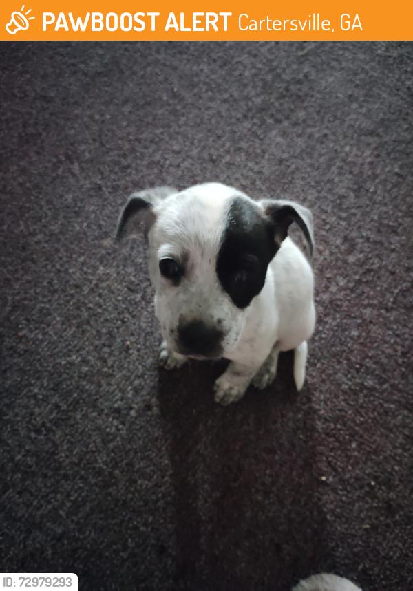Surrendered Unknown Dog last seen Near, Cartersville, GA 30120