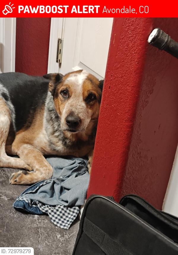 Lost Male Dog last seen I don't know, Avondale, CO 81022