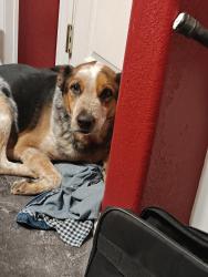 Lost Male Dog last seen I don't know, Avondale, CO 81022