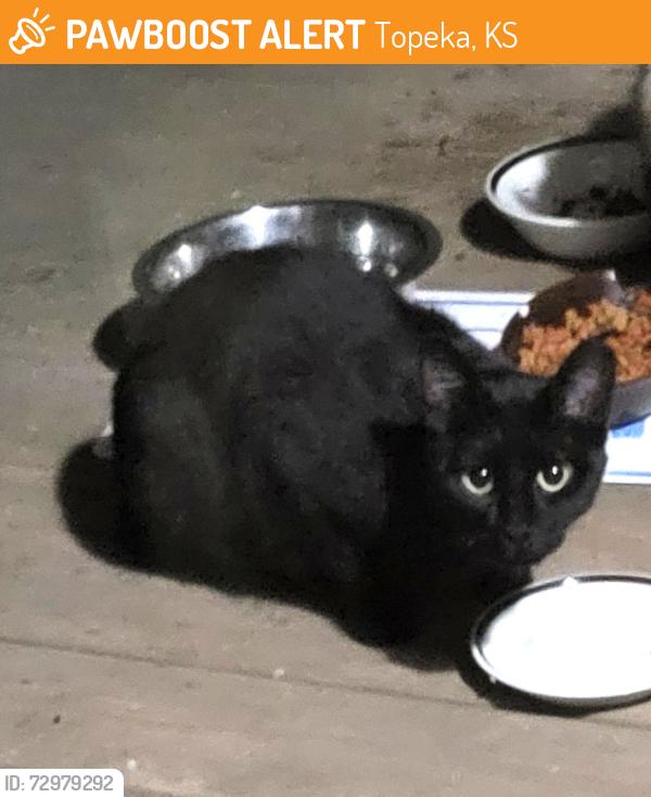 Found/Stray Female Cat last seen SW Summerfield Rd. and Fairlawn, Topeka, KS 66614