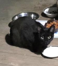 Found/Stray Female Cat last seen SW Summerfield Rd. and Fairlawn, Topeka, KS 66614