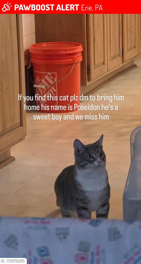 Lost Male Cat last seen East middle school , Erie, PA 16503