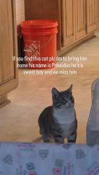 Lost Male Cat last seen East middle school , Erie, PA 16503