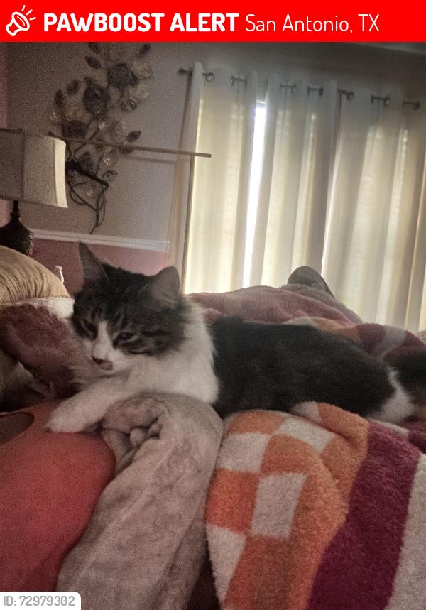 Lost Female Cat last seen Shadow Run, San Antonio, TX 78250