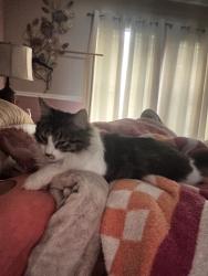 Lost Female Cat last seen Shadow Run, San Antonio, TX 78250