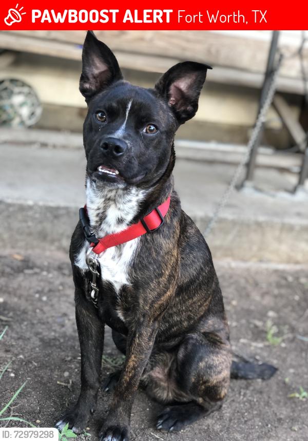 Lost Male Dog last seen Springdale park 76111, Fort Worth, TX 76111