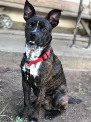 Lost Male Dog last seen Springdale park 76111, Fort Worth, TX 76111