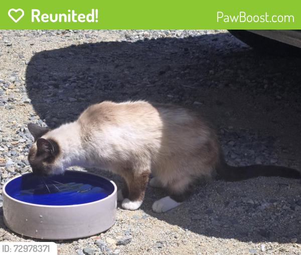 Reunited Unknown Cat last seen Kenneth ave and central Ave in orangevale , Orangevale, CA 95662