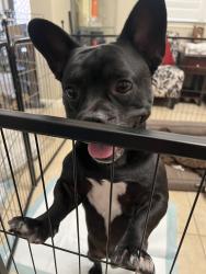 Reunited Male Dog last seen Little Ranch Cir, Oakley, CA 94561, USA, Oakley, CA 94561
