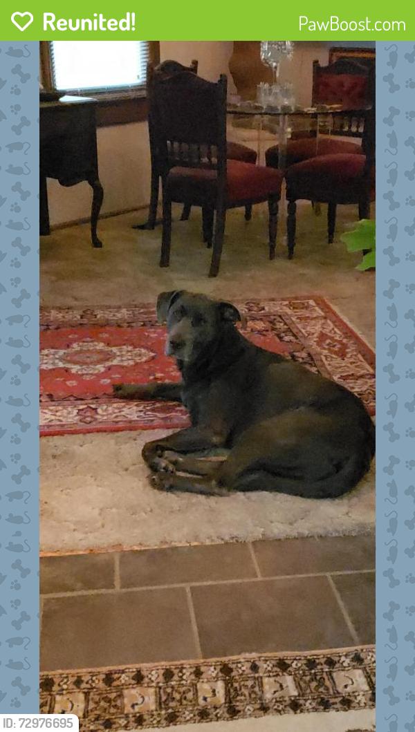 Reunited Male Dog last seen Anderson Mountain Drive, Odenville, AL 35120