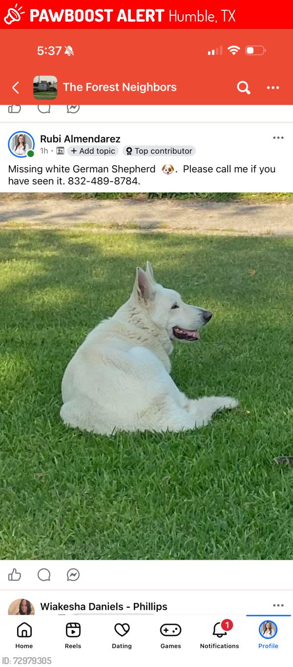 Lost Male Cat last seen Woodland Hills, Humble, TX 77346