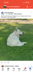 Lost Male Cat last seen Woodland Hills, Humble, TX 77346