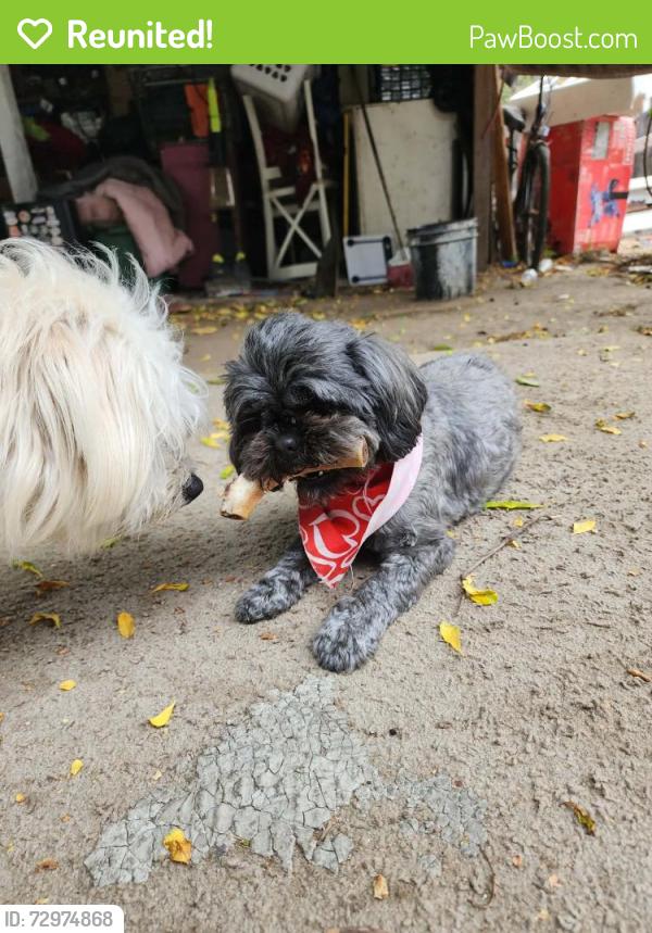 Reunited Female Dog last seen Near league ave, La Puente, CA 91744