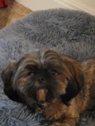 Lost Female Dog last seen HEB and pic and pac, Cibolo, TX 78108
