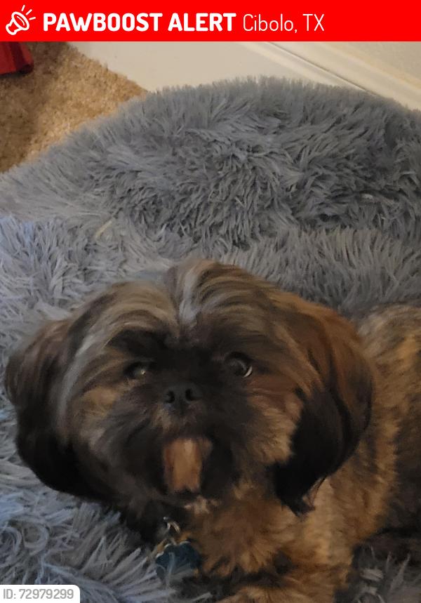 Lost Female Dog last seen HEB and pic and pac, Cibolo, TX 78108