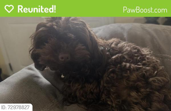Reunited Female Dog last seen Near S 950 W, Payson, UT 84651, USA, Payson, UT 84651
