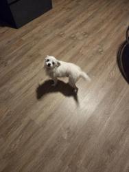 Reunited Male Dog last seen Lauder Rd, Houston, TX 77039