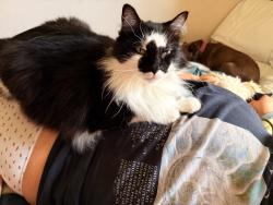 Lost Male Cat last seen Brittney Dr and Burkdale Dr near the pool, Sugar Land, TX 77478