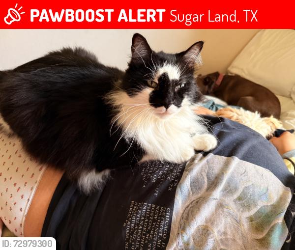 Lost Male Cat last seen Brittney Dr and Burkdale Dr near the pool, Sugar Land, TX 77478