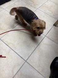 Found/Stray Female Dog last seen Palm bay road, West Melbourne, FL 32904
