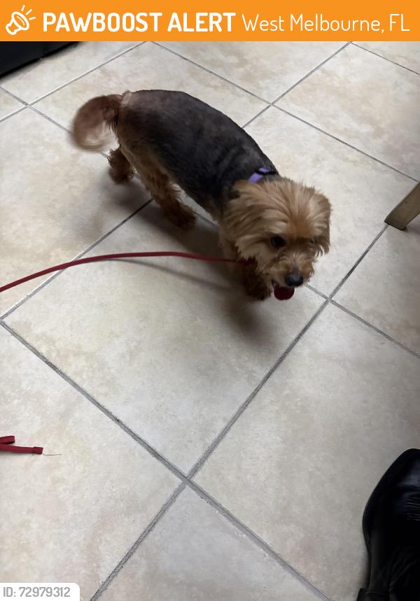 Found/Stray Female Dog last seen Palm bay road, West Melbourne, FL 32904