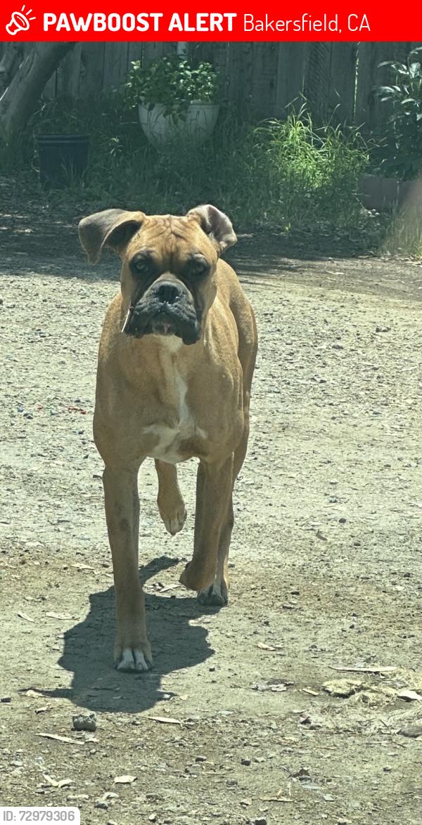 Lost Male Dog last seen Shirley lane Elementary , Bakersfield, CA 93307