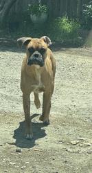 Lost Male Dog last seen Shirley lane Elementary , Bakersfield, CA 93307