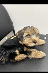 Lost Male Dog last seen Oakland park blvd and inverrary blvd, Lauderhill, FL 33319
