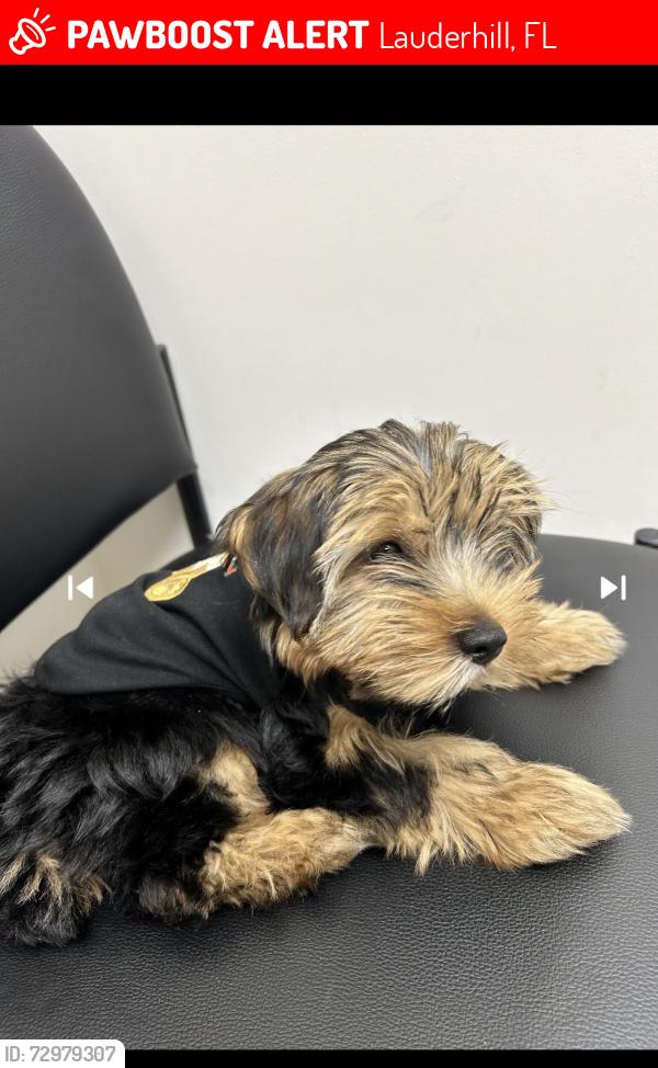Lost Male Dog last seen Oakland park blvd and inverrary blvd, Lauderhill, FL 33319