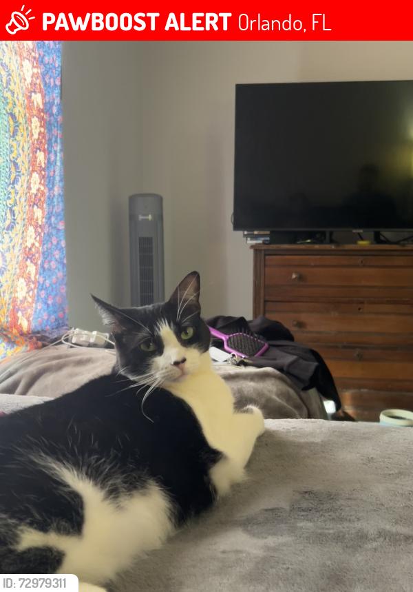 Lost Female Cat last seen Idrive, daryl carter, citi lakes, first watch, Orlando, FL 32821