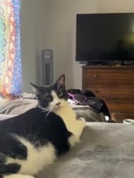 Lost Female Cat last seen Idrive, daryl carter, citi lakes, first watch, Orlando, FL 32821