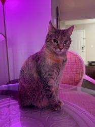 Lost Female Cat last seen Between David Cox Rd and Clark’s Creek Greenway, Charlotte, NC 28269