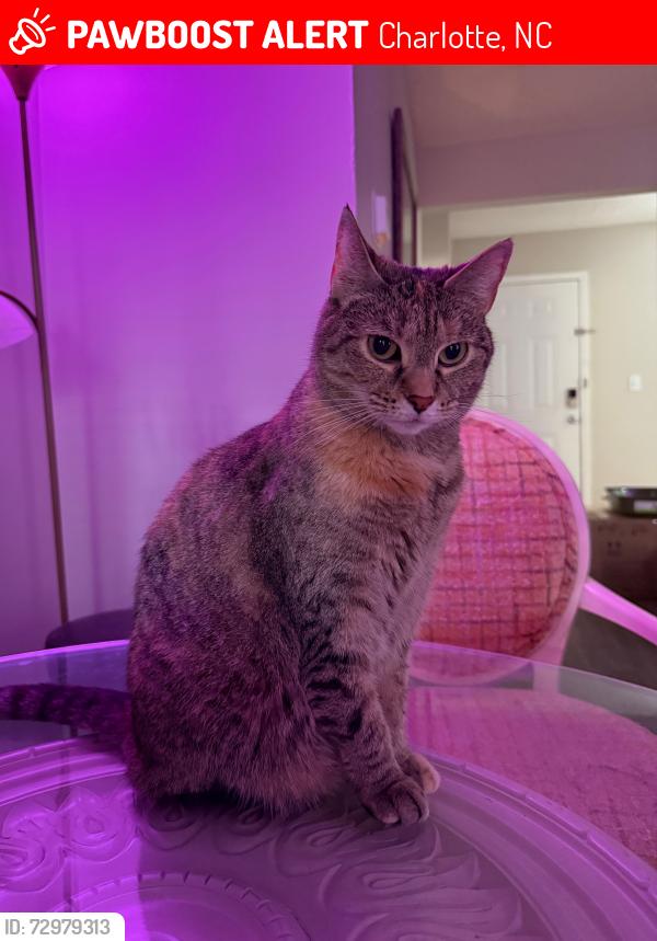 Lost Female Cat last seen Between David Cox Rd and Clark’s Creek Greenway, Charlotte, NC 28269