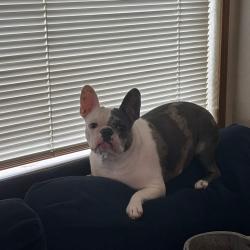 Reunited Female Dog last seen Near NE 10th Ave Vancouver, WA 98685, Vancouver, WA 98685
